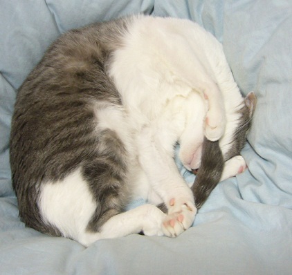たまにはニャンズも_f0002743_11502664.jpg