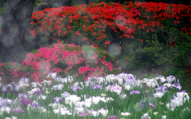 花菖蒲園でモンキーターン：碧南_d0186245_13124870.jpg