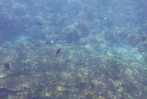 Japanese Ship Wreck Dive / Snokeling Site @ Banyunung, Amed (\'12年5月)_a0074049_1211767.jpg