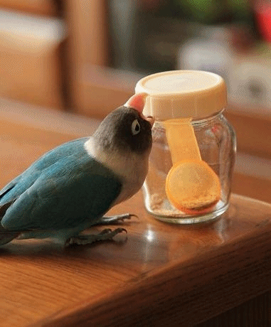 c0145250_12225732.gif