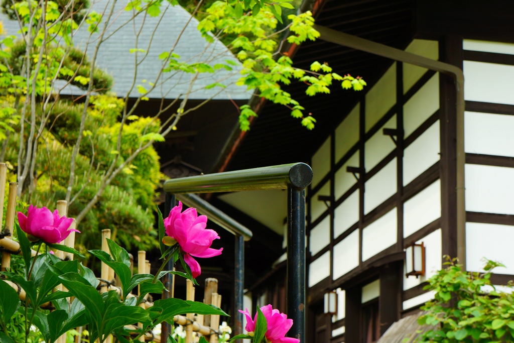 temple2(長野県松本市「徳運寺」2）_e0223456_6404024.jpg