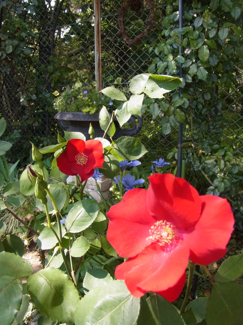 2012年5月バラの小径 満開です!_a0094959_13215099.jpg