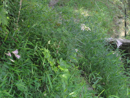 c0108460_22265948.jpg