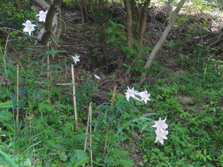 c0108460_22274758.jpg