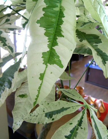 パキラ・斑入り 販売・通販 ［詳細ページ］ *tree tree*