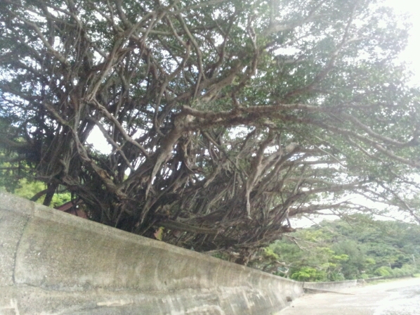 島にある楽園☆_f0074571_761648.jpg