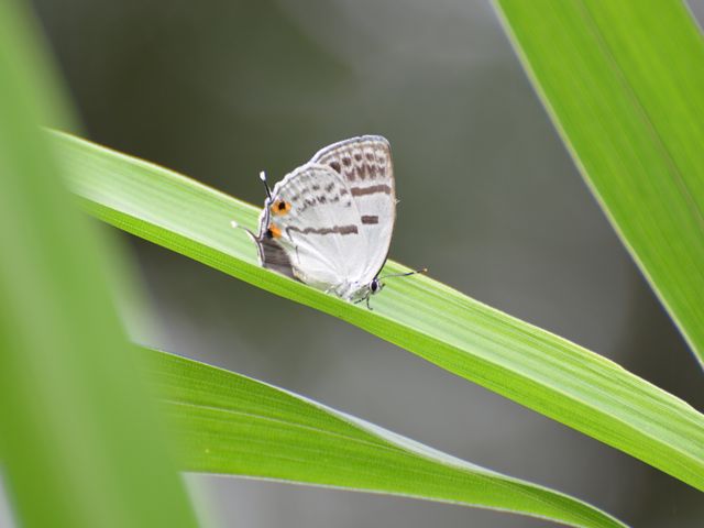 ヒメヒカゲ　出ました。葦毛湿原にて_f0179175_19281428.jpg