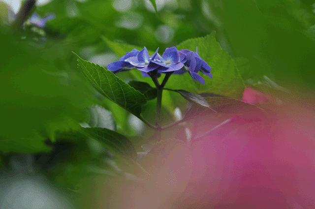 a0275782_20521032.gif