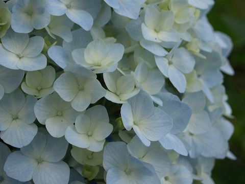 紫陽花の不思議_f0197985_2220899.jpg