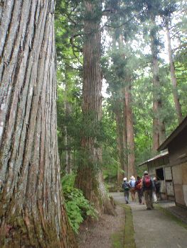 森に囲まれた隠津島神社_a0096989_19014.jpg