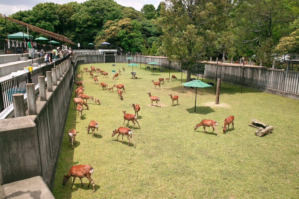 「奈良公園・鹿苑へ～2012～」_a0133692_16382752.jpg