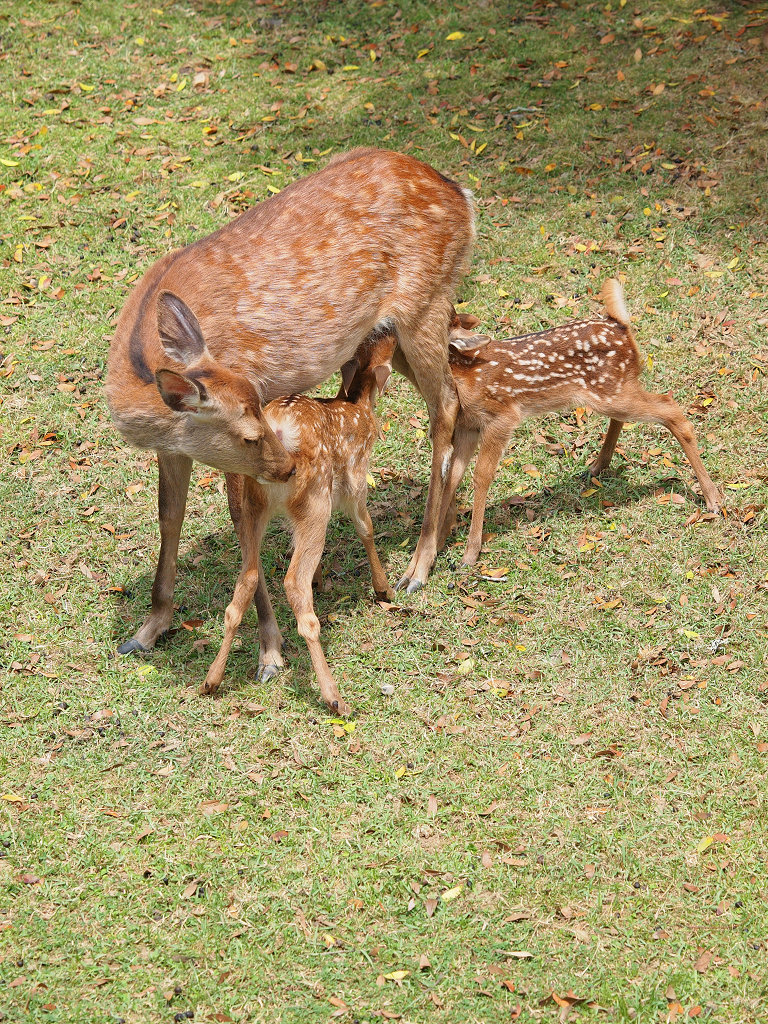 「奈良公園・鹿苑へ～2012～」_a0133692_16505576.jpg