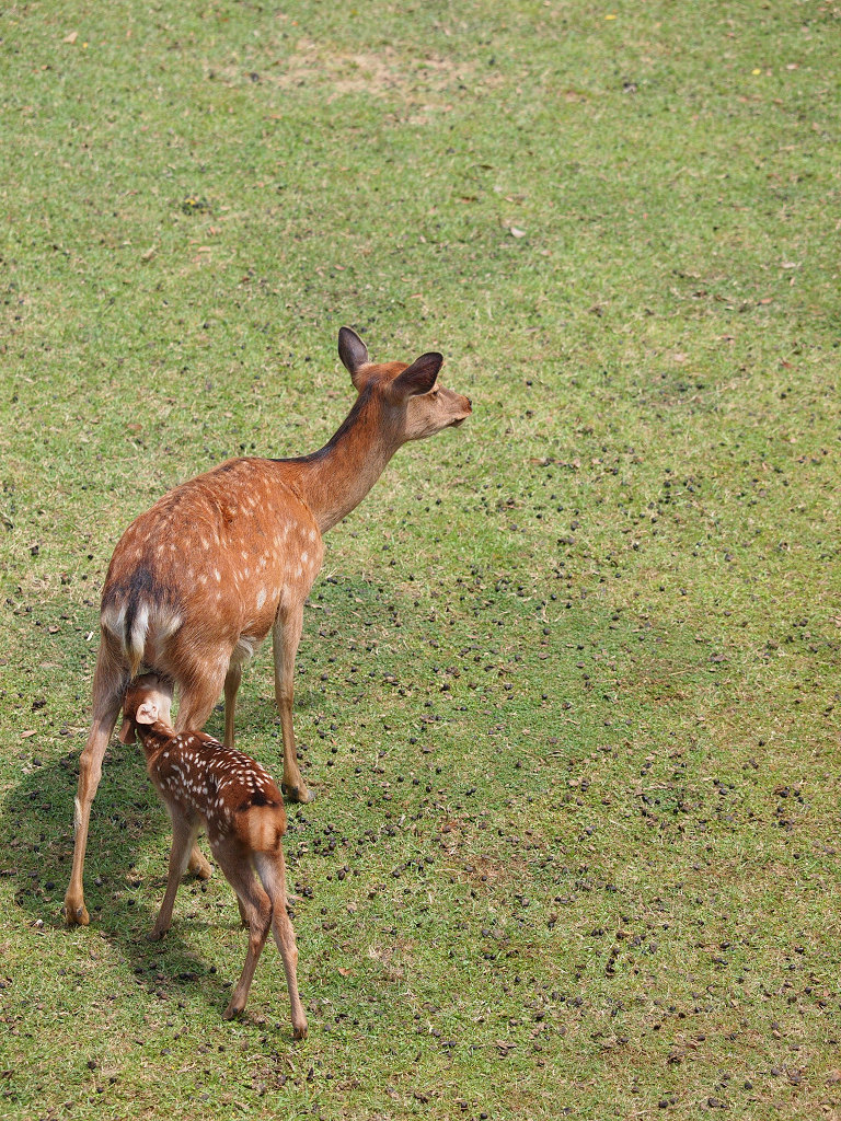 「奈良公園・鹿苑へ～2012～」_a0133692_1722561.jpg