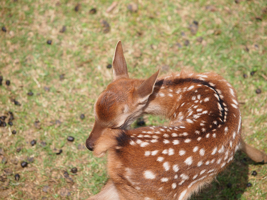 「奈良公園・鹿苑へ～2012～」_a0133692_1734432.jpg