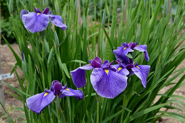 c0119197_14174773.jpg