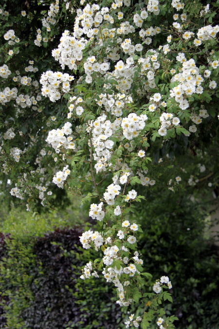 c0090198_3221779.jpg