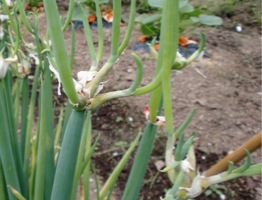 今日（6月7日）の菜園_c0151898_16484637.jpg