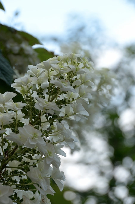 花言葉　「汚れなき心」（柏葉紫陽花）_e0275899_1842516.jpg