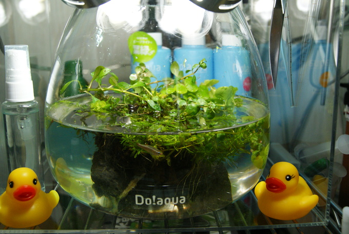 Do!aquaプラントグラスオーバル17 : フィット3ハイブリッド日記2013