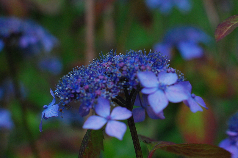 紫陽花が満開に_f0184314_11294033.jpg