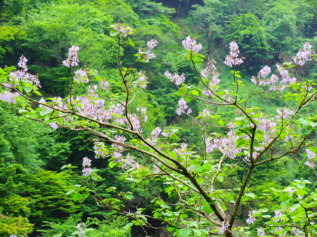 高島トレイル　第二弾　武奈ｹ嶽から三重嶽縦走　　ＰＡＲＴ　３_d0170615_8252044.jpg