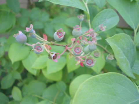 e0128024_140867.jpg