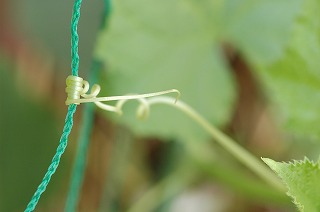 明日は「ホタルまつり」撮影してみませんか?_f0221724_9513438.jpg