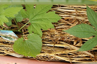 明日は「ホタルまつり」撮影してみませんか?_f0221724_953089.jpg