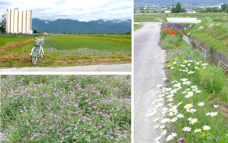レンゲの花と6月の花の風景_a0212730_20424940.jpg