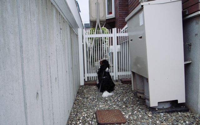 よさこいソーラン始まりましたね。_c0051132_2020159.jpg