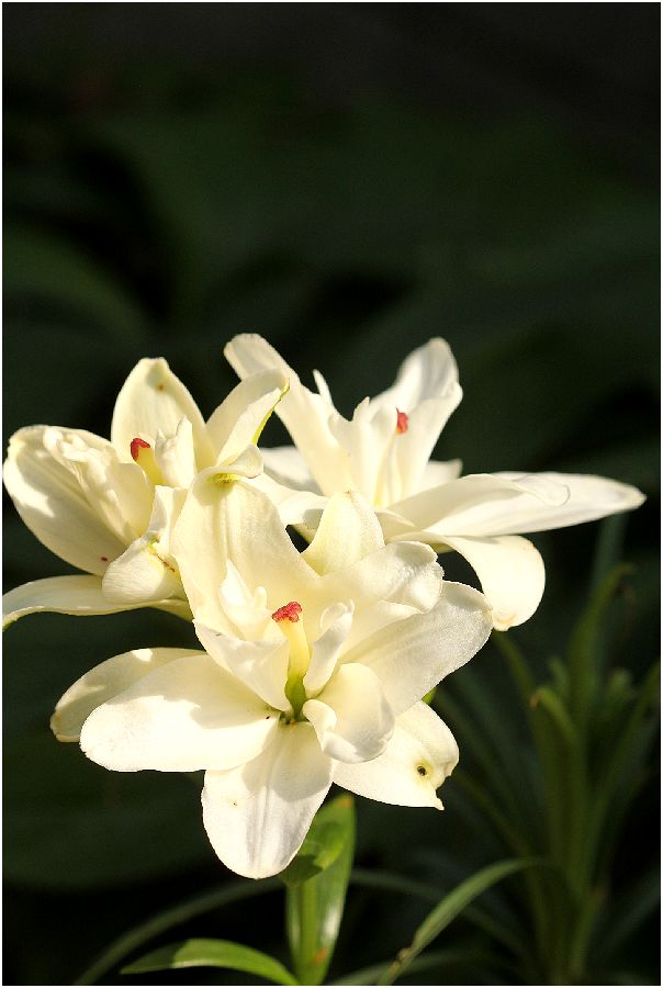 ニワナナカマド 花の香り に魅せられて