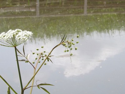 水辺の花々・福島潟_a0220537_20553697.jpg