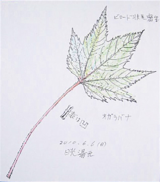 木の葉 スケッチ オガラバナ Acer Ukurunduense スケッチ感察ノート Nature Journal 木の葉 スケッチ オガラバナ Acer Ukurunduense スケッチ感察ノート Nature Journal