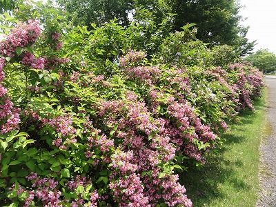 八色の森公園の緑の風_a0084753_11501480.jpg