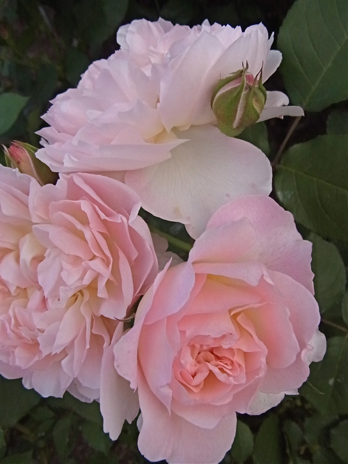 2012年5月バラの小径 満開です!_a0094959_1725222.jpg