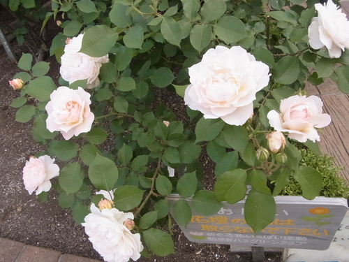 2012年5月バラの小径 満開です!_a0094959_1742512.jpg