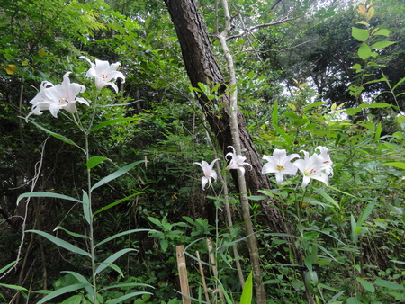 c0108460_15221079.jpg