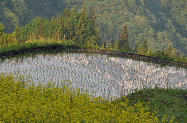 北アルプスを望む・・・長野県白馬村・青鬼の棚田_b0053765_15335140.jpg