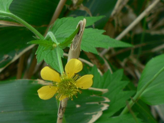 樺太大根草（カラフトダイコンソウ）_d0125765_10133875.jpg