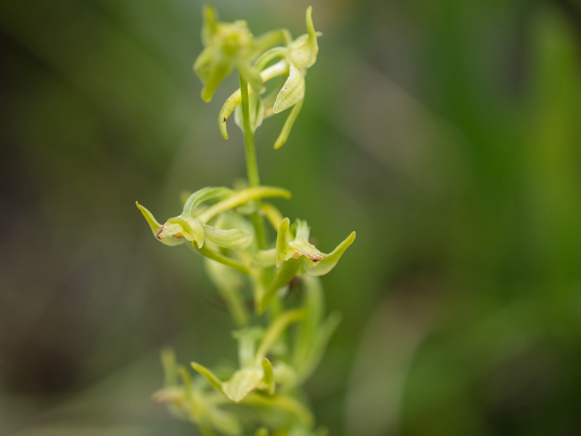 秋吉台の花_e0015567_23142652.jpg