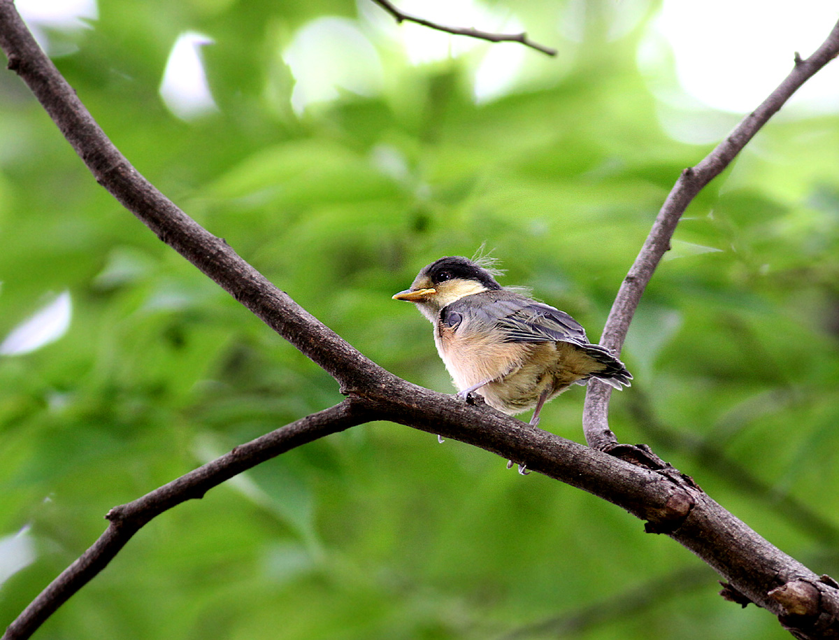 ヤマガラの巣立ち_f0215767_1714639.jpg