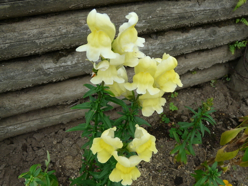 c0205169_7195049.jpg