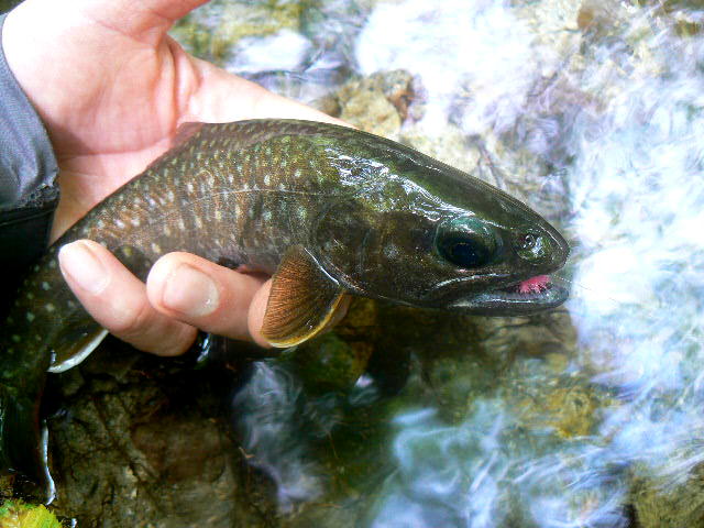 e0266070_11335487.jpg