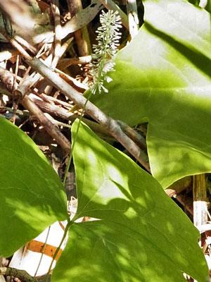 f0083977_1532772.jpg