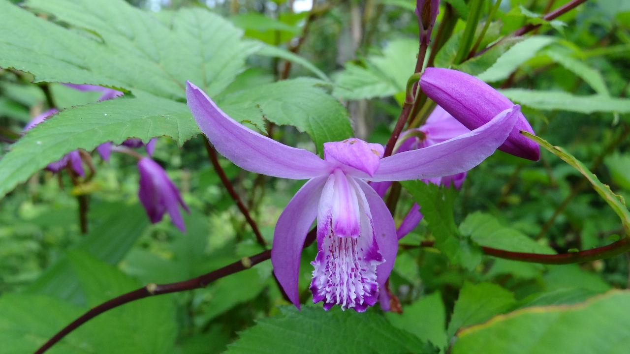 シラン（紫蘭）の花　　　２０１２．６．８_c0153880_22275144.jpg