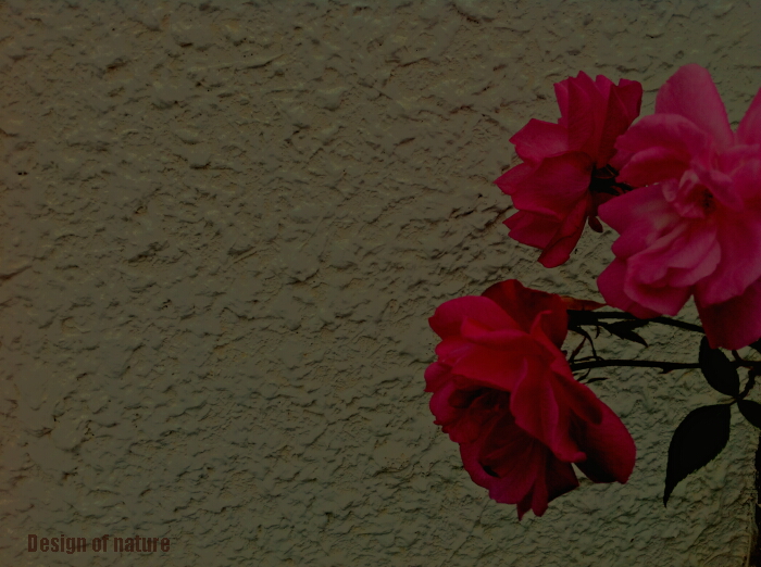 a0204681_23154378.jpg