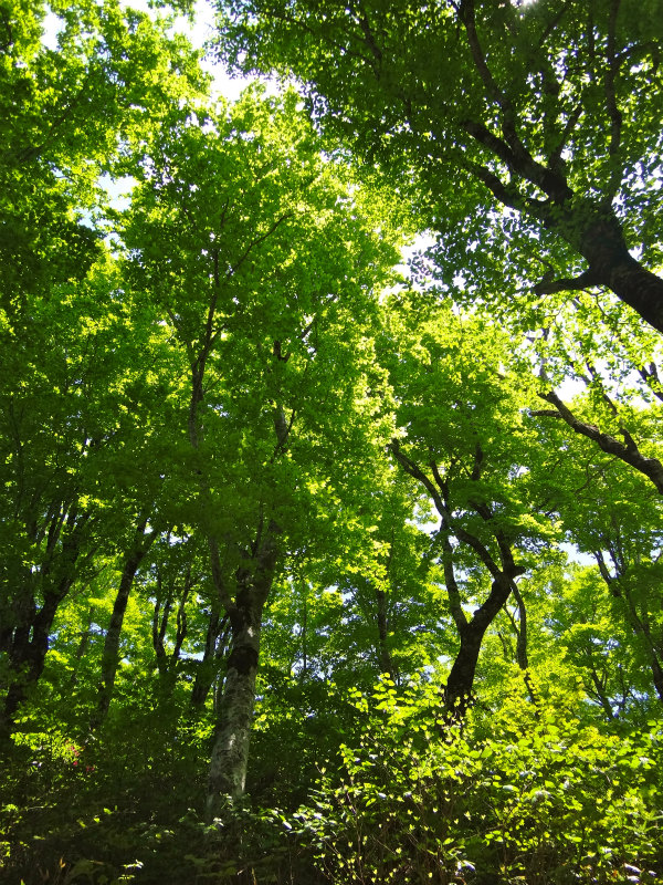 2012/06/05-06 Trail Running in 白山 Day.2_b0220886_10575163.jpg