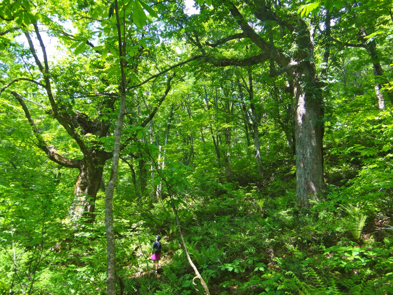 2012/06/05-06 Trail Running in 白山 Day.2_b0220886_1059497.jpg