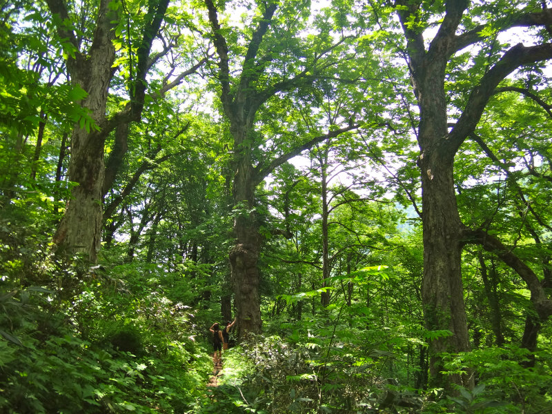 2012/06/05-06 Trail Running in 白山 Day.2_b0220886_1104046.jpg
