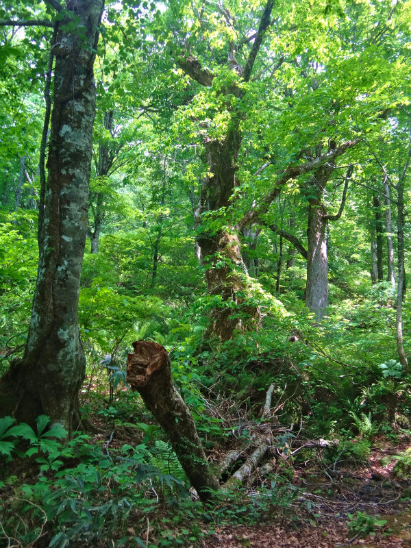 2012/06/05-06 Trail Running in 白山 Day.2_b0220886_110898.jpg